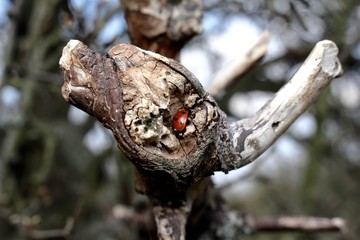 Marienkäfer im Versteck.