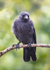 Vertical shot of a jackdaw on  perch