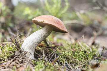 Edible mushrooms (Boletus red) with an orange hat in moss in forest close-up
