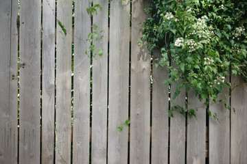 Bretterzaun / Eine Efeupflanze wächst über einen Holzbretterzaun.