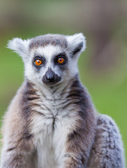 black and white lemur