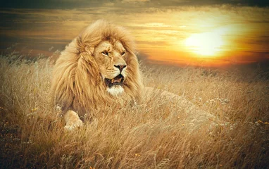 Acrylic prints Lion Lions