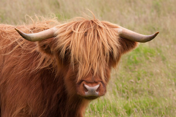 highland cow