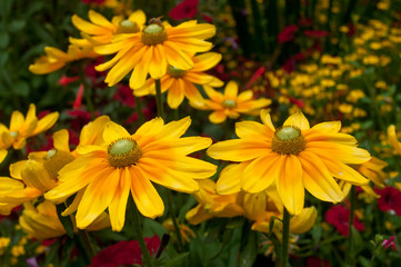 fleurs orange dans un jardin public