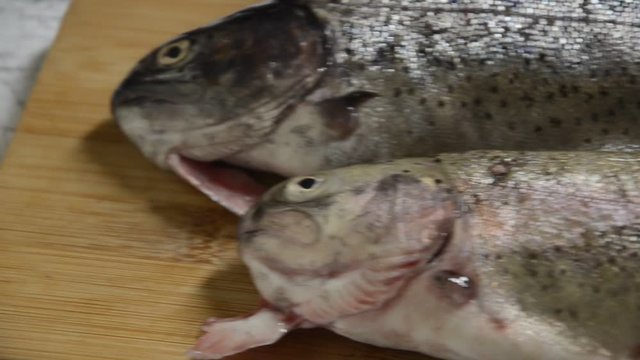 Կարմրախայտ C&aacute; hồi chấm Trota Trutta Pstrąg マス טרוטה Pastrve سلمون مرقط Forellen Trout Trucha Truite