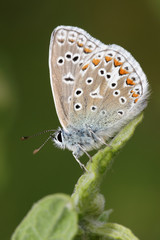 Naklejka na ściany i meble Common Blue, Polyommatus icarus