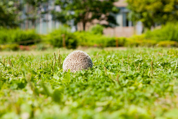 Hedgehog to the hide-and-seek in the park no.2 © hedge1