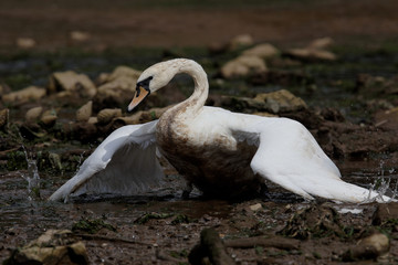 Mute Swan, cygnus olor