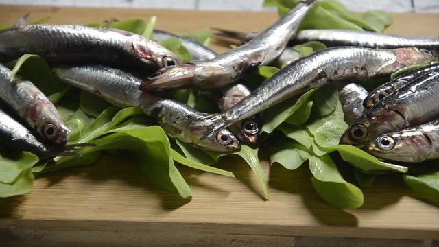 C&aacute; cơm ch&acirc;u &Acirc;u Engraulis encrasicolus Alici Sardela europejska European anchovy Pesce Անձրուկ Alice Fish עפיאן אירופי 歐洲鯷