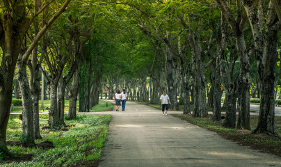 Fototapeta premium Tree Tunnel Thailand