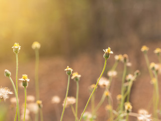 Grass flower in nature feild with soft orange color filter made feeling warm in the sunshine day. (selective focus)