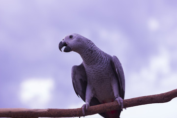 Obraz premium big Parrot on a branch