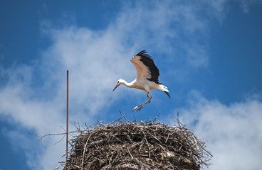 Young stork in nest built on brick chimney