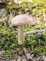 brown cap boletus