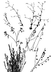 Silhouettes of Wild Plants