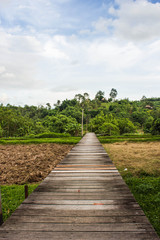 wood bridge on the rice field