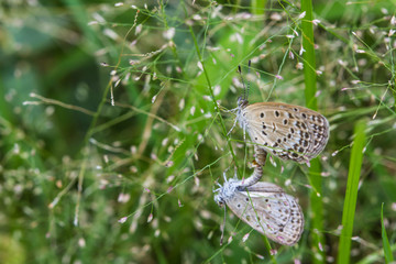 The mating butterflies on grass flowers