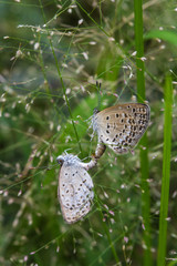 The mating butterflies on grass flowers