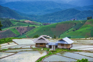 Fototapeta na wymiar Amazing Beautiful of Rice fields on terracedr at Pa Pong Pieng,