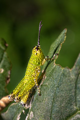 An Image of Grasshoppers on leaf . macro Grasshopper