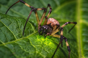 spider on leaf