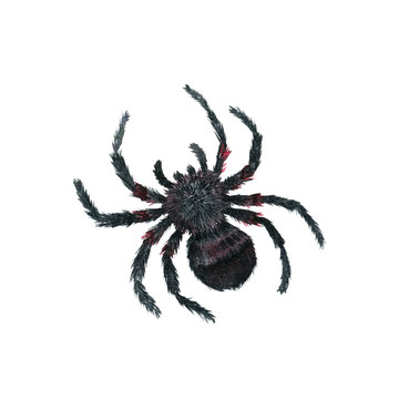 watercolor cartoon spider