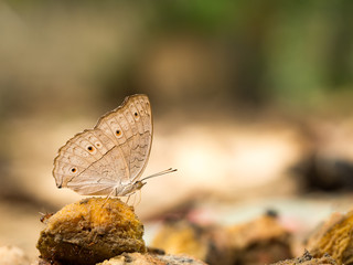Closeup macro of butterfly eating food in jungle the beauty of nature. (selective focus)