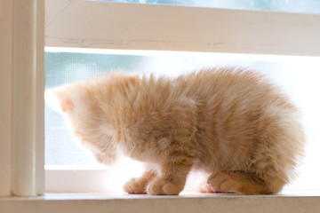 Cute red little kitten looking out of the window