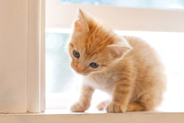 Curious red kitten gazing with astonishment