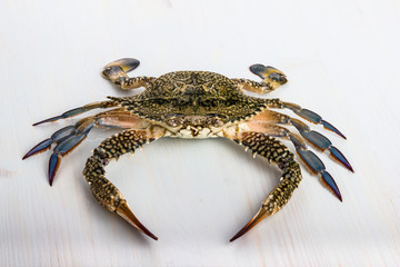 Blue crab.