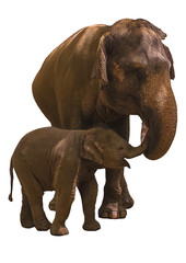 son elephant and mother elephant