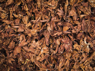 Dry jasmine flowers background