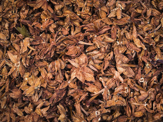 Dry jasmine flowers background