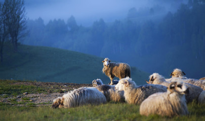 Flock of sheep in the morning fog