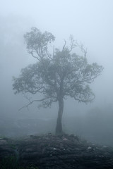 Alone tree in the fog ,Thailand, Phu tub berk
