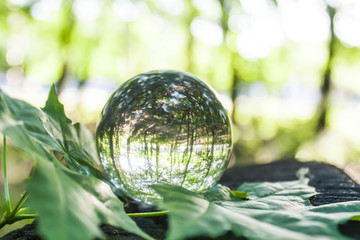 the concept of nature, green forest. Crystal ball on a wooden stump with leaves.