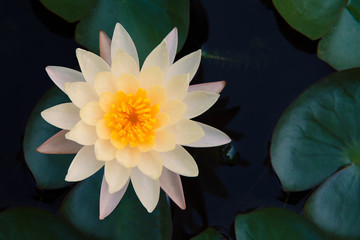 Lotus flower in pond