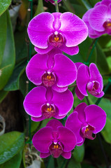 purple beautiful orchid in the natural orchid  phalaenopsis