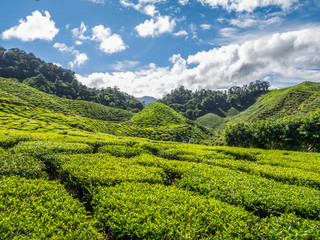 Obraz premium Tea plantation in the Cameron highlands