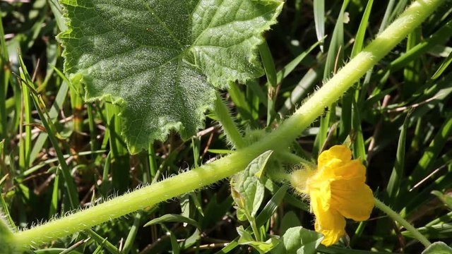 Цветение огурцов крупным планом
