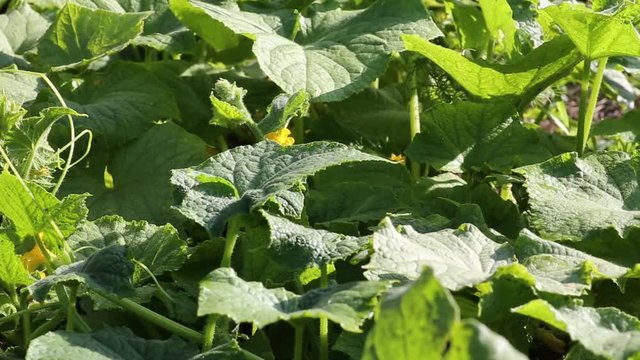 Огуречные листья крупным планом
