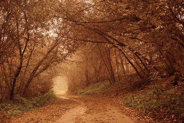 Autumn forest with way