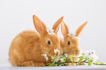 red rabbits on white background