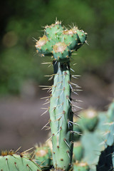 Figuier de Barbarie phallique