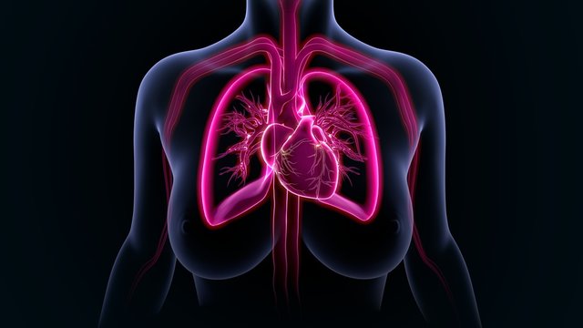 Heart with lungs