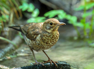 Juvenile blackbird in the forest