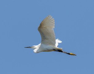 Great egret in flight