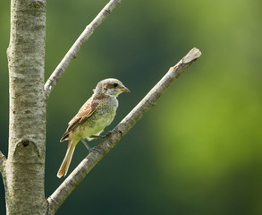 Female of red backed shrike