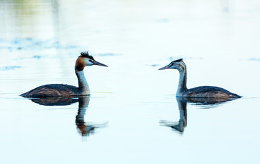 Great crested grebe adult and juvenile