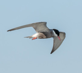 Common Tern (Sterna Hirundo)